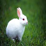 Albino RAbbit 
